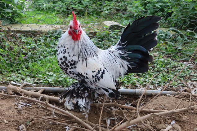 Sabelpoot porcelaine argenté pure race