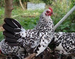 Sabelpoot porcelaine argenté pure race