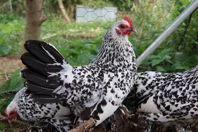 Sabelpoot porcelaine argenté pure race