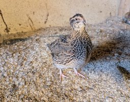 Caille du Japon Coloris Mélangés