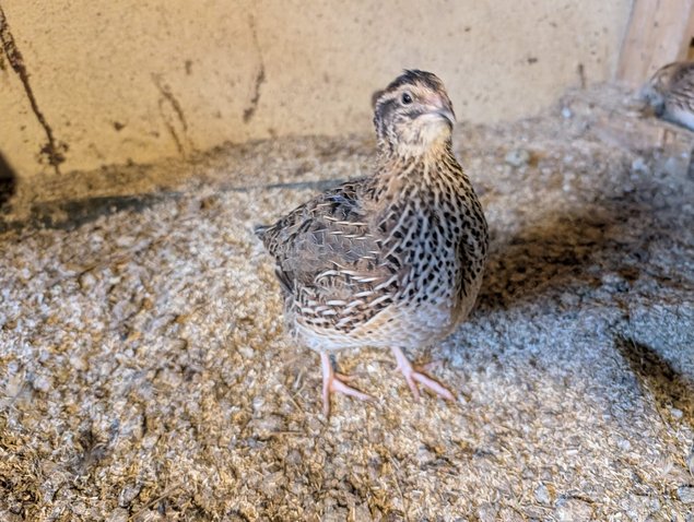 Caille du Japon Coloris Mélangés