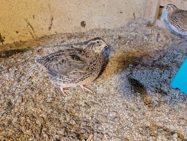 Caille du Japon Coloris Mélangés