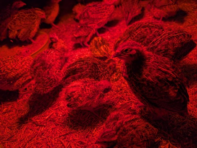 Caille du Japon Coloris Mélangés