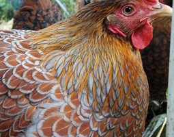 Wyandotte doré liséré bleu et noire grande race