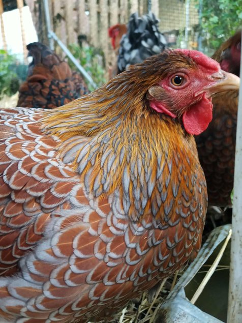 Wyandotte doré liséré bleu et noire grande race