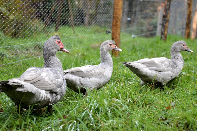 Canard de Barbarie gris perle - canard dinde - oeufs fécondés 🪶