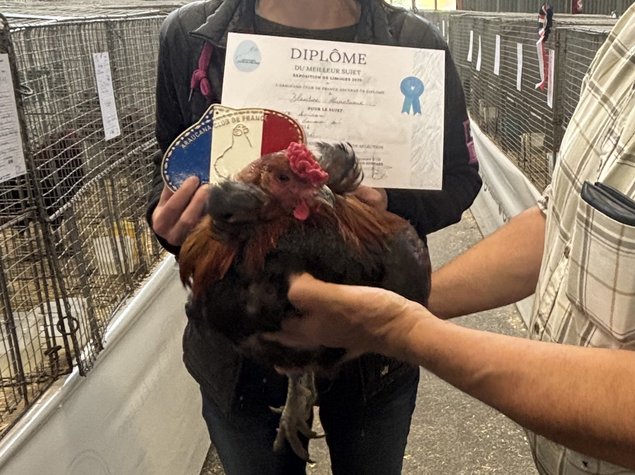 Araucana à toupets pure race "BIO" coloris sd et sdbleu