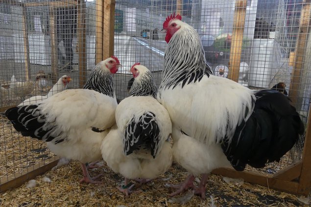 Sussex pure race BHN (GR) "BIO"