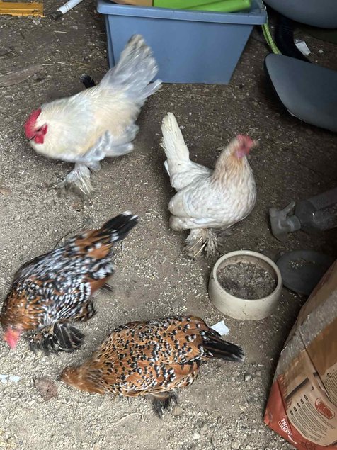 oeufs fécondés à couver poule naines sabelpoot melange couleurs lescocottesdemel