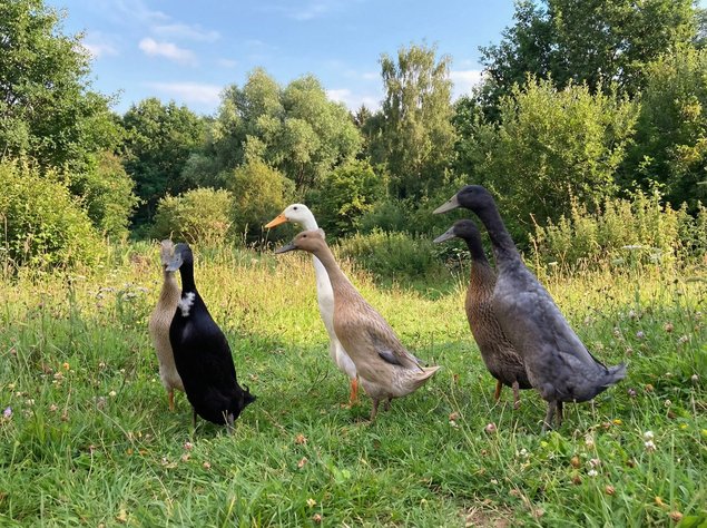 Oeufs fécondés de Canards Coureurs Indiens 🪶