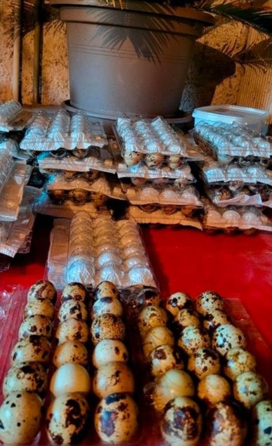 Promo !!! .Œufs CAILLES Jumbo