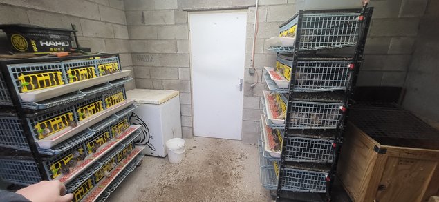 Promo !!! .Œufs CAILLES Jumbo