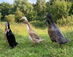Oeufs fécondés de Canards Coureurs Indiens 🪶