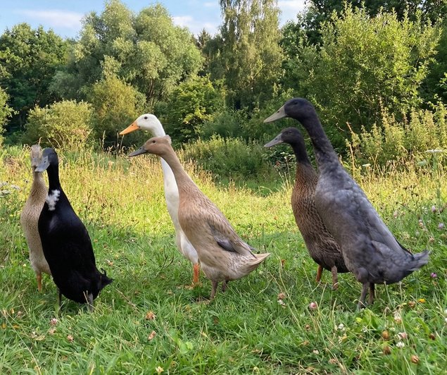 Oeufs fécondés de Canards Coureurs Indiens 🪶