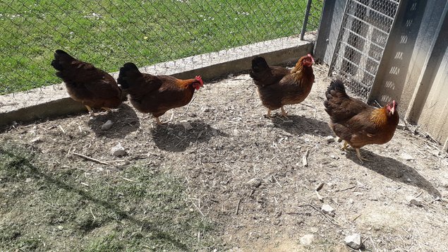 Welsumer saumon doré rouillé