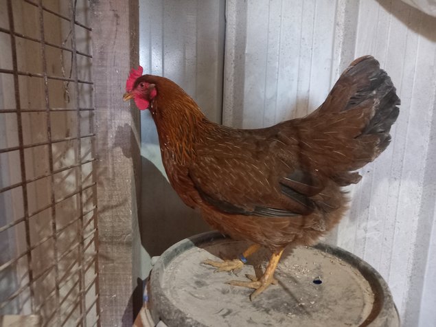 Welsumer saumon doré rouillé