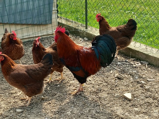 Welsumer saumon doré rouillé