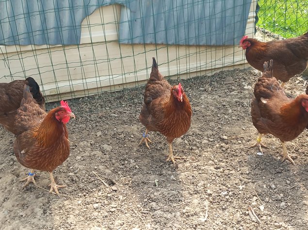 Welsumer saumon doré rouillé