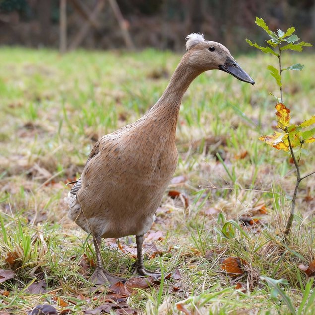 Oeufs fécondés de Canards Coureurs Indiens 🪶