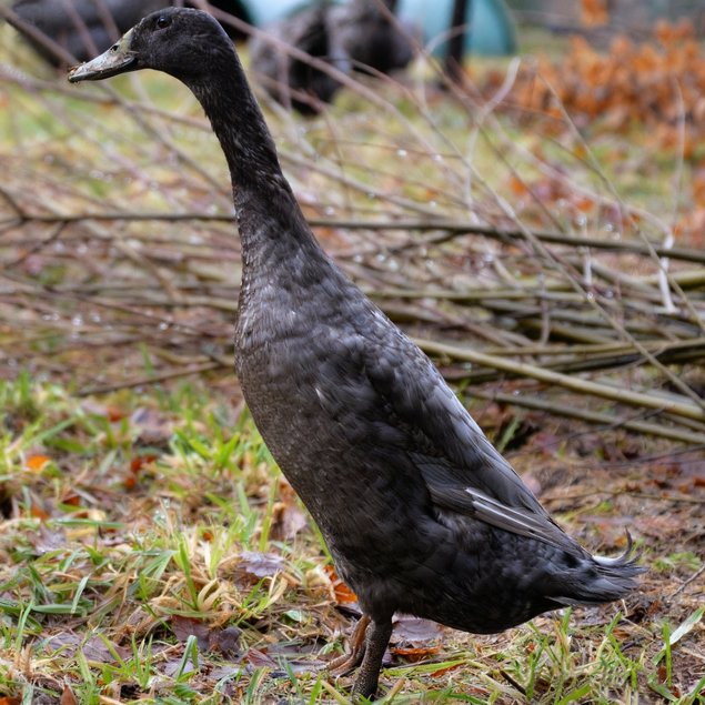 Oeufs fécondés de Canards Coureurs Indiens 🪶