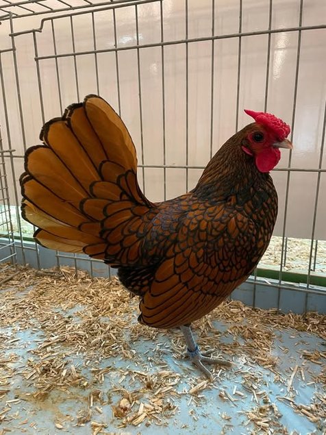 Sebright doré à liseré noir