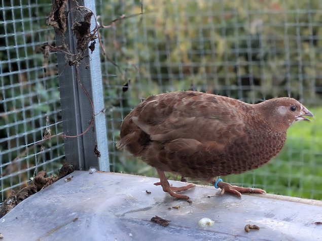 Oeufs de caille du japon par boîte de 18