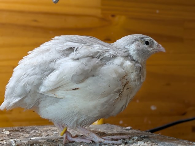 Oeufs de caille du japon par boîte de 18