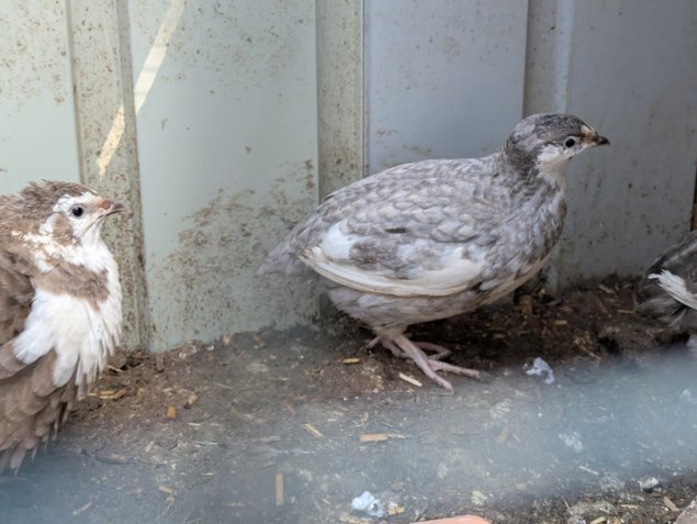 Oeufs de caille du japon par boîte de 18