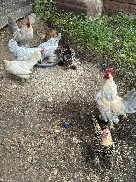 oeufs fécondés à couver poule naines sabelpoot melange couleurs lescocottesdemel