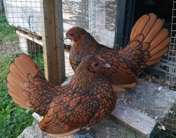 Sebright doré à liseré noir