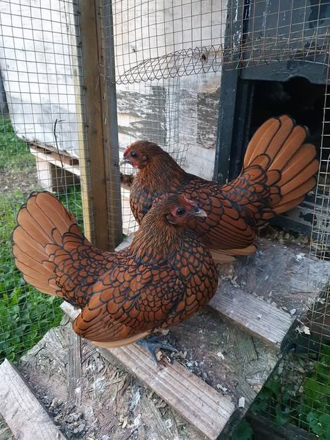 Sebright doré à liseré noir