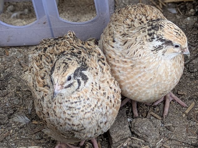Oeufs de caille du japon par boîte de 18