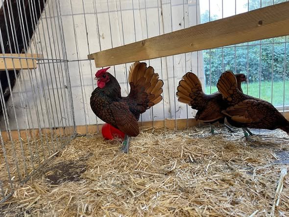 Sebright doré à liseré noir