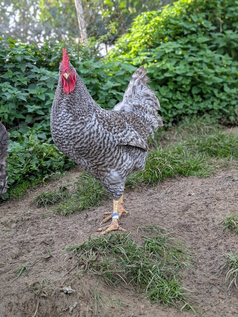 Oeuf poule comptoise (oeufs bleus)