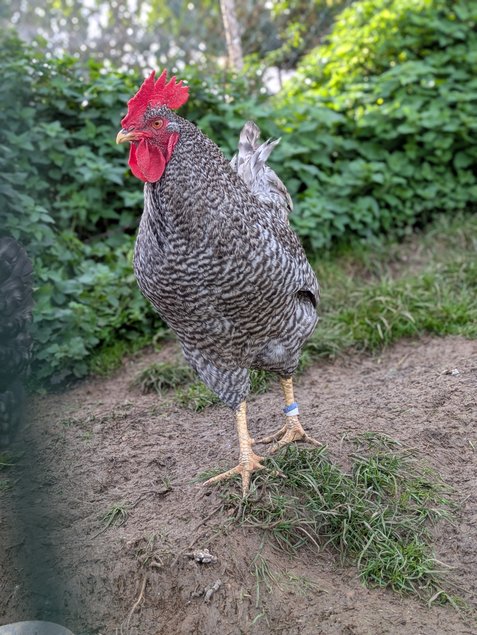 Oeuf poule comptoise (oeufs bleus)