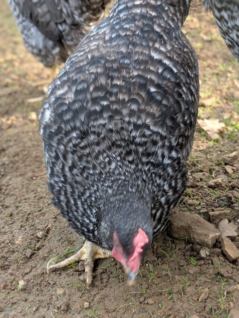 Oeuf poule comptoise (oeufs bleus)