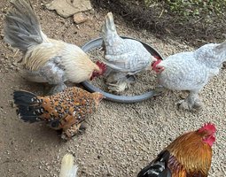 oeufs fécondés à couver poule naines sabelpoot melange couleurs lescocottesdemel