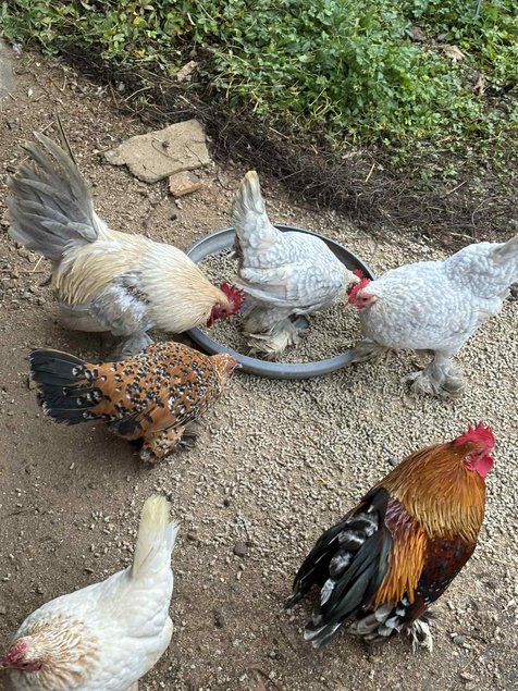 oeufs fécondés à couver poule naines sabelpoot melange couleurs lescocottesdemel