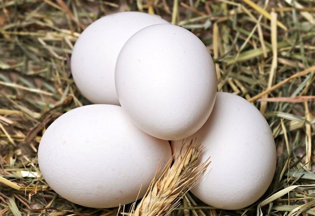 OEUFS FECONDE GAULOISE DOREE