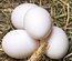 OEUFS FECONDE GAULOISE DOREE