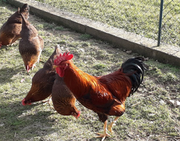 Welsumer saumon doré rouillé