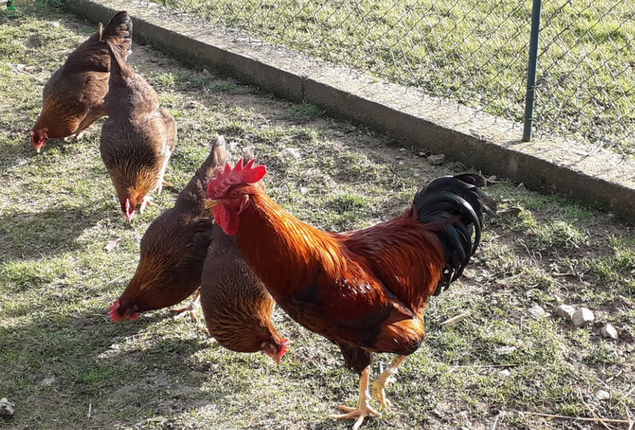 Welsumer saumon doré rouillé