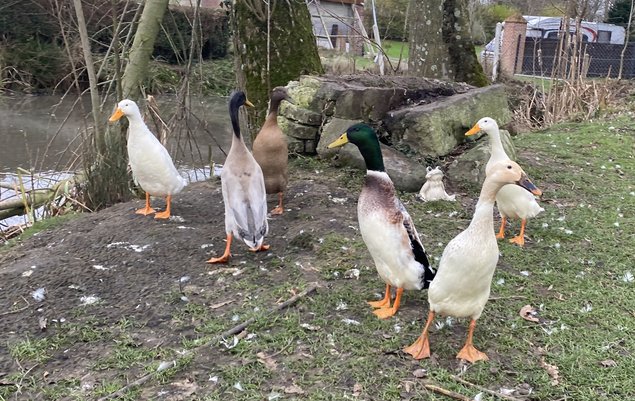 Canard coureur indien