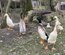 Canard coureur indien