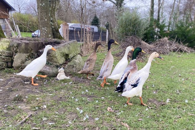 Canard coureur indien