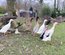 Canard coureur indien