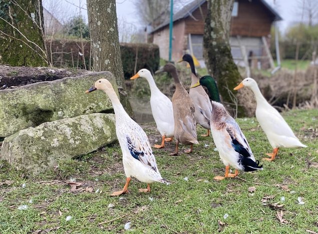 Canard coureur indien