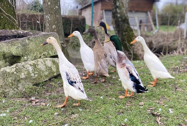 Canard coureur indien