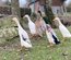 Canard coureur indien