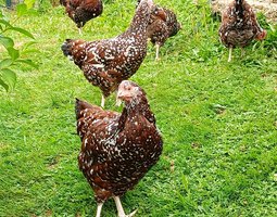 OEUFS A COUVER SUSSEX TRICOLORES PURES RACES